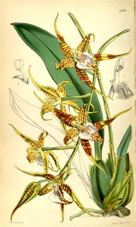 Rhynchostele cordata (as Odontoglossum maculatum) - Curtis' 81 (Ser. 3 no. 11) pl. 4878 (1855)