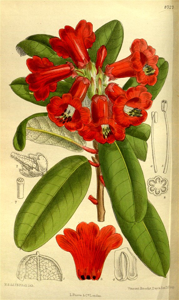 Rhododendron neriiflorum 143-8727