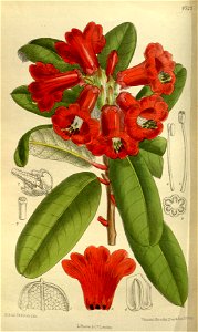 Rhododendron neriiflorum 143-8727