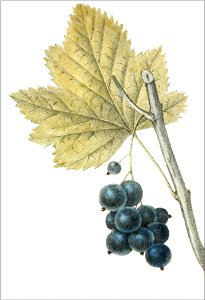 Ribes nigrum (Thorus - fig5)