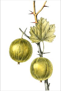 Ribes uva crispa, var virescens (Thory - fig11)