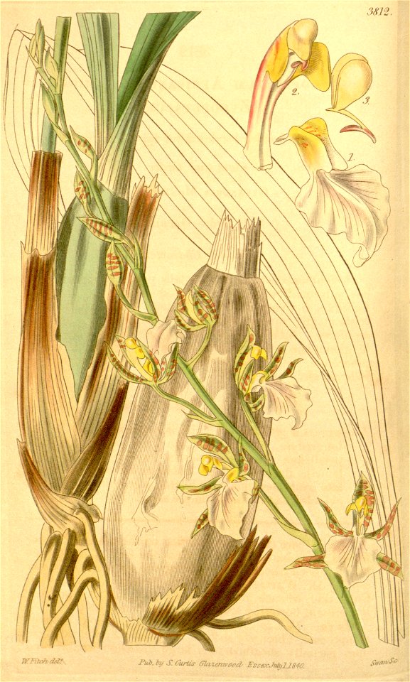 Rhynchostele bictoniensis (as Zygopetalum africanum) - Curtis' 67 (N.S. 14) pl. 3812 (1841)