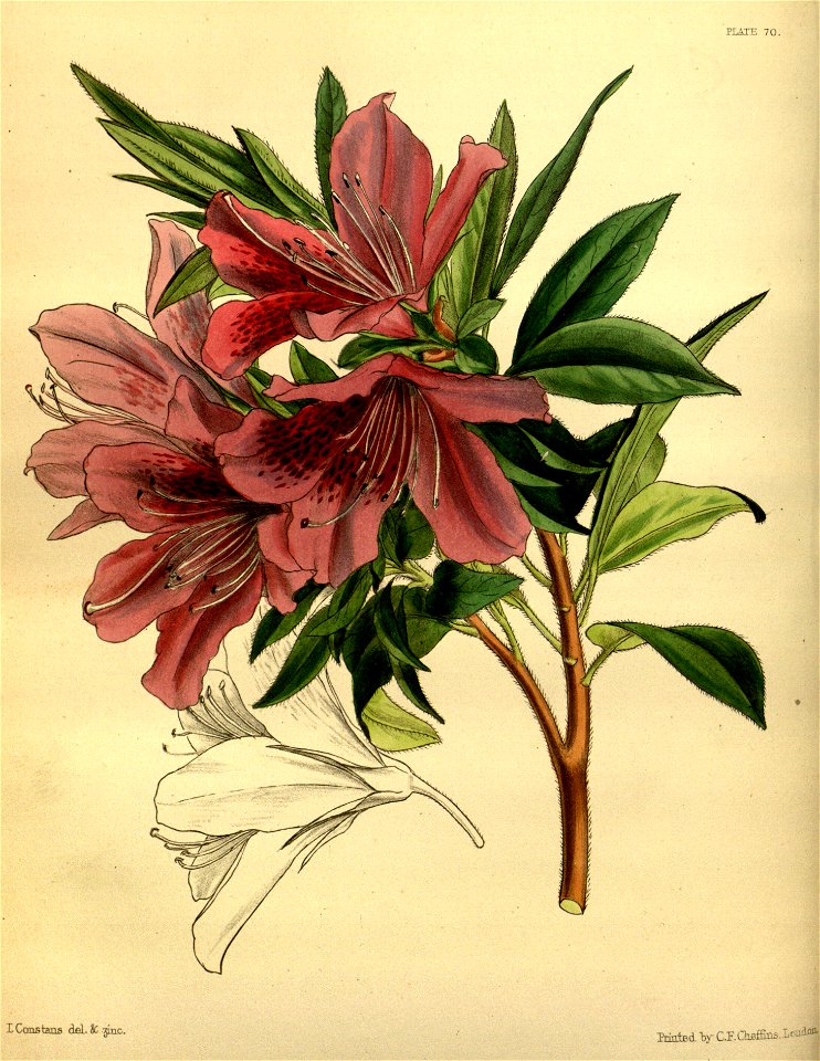 Rhododendron simsii Paxton 070