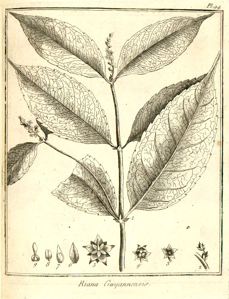Riana guianensis Aublet 1775 pl 94