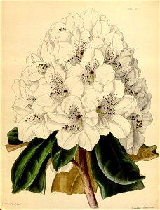 Rhododendron × cunninghamii