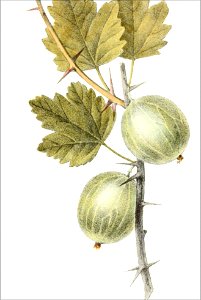 Ribes uva crispa (Thory - fig6)
