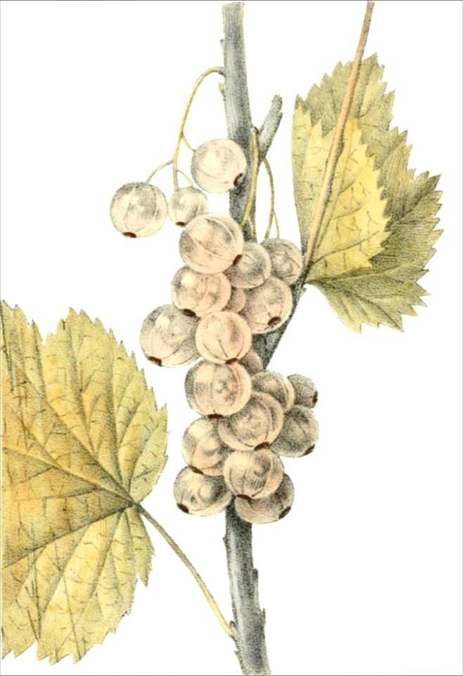 Ribes album (Thory - fig3)