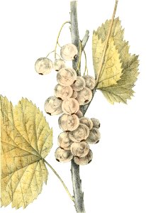 Ribes album (Thory - fig3)