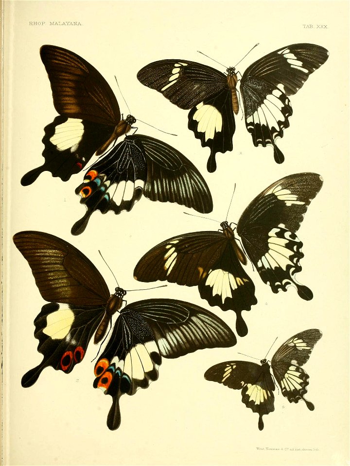 RhopaloceraMalayanaXXVIIA 06