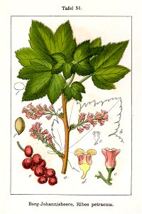 Ribes petraeum Sturm51