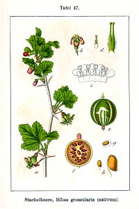 Ribes uva-crispa Sturm07047