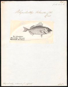 Rhynchichthys pelamidis - 1809-1845 - Print - Iconographia Zoologica - Special Collections University of Amsterdam - UBA01 IZ12900059