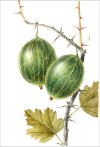 Ribes uva crispa, var ovata (Thory - fig7)