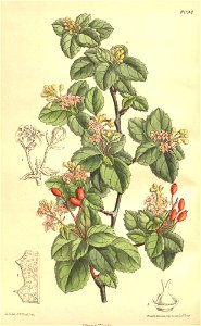 Ribes viburnifolium. Free illustration for personal and commercial use.