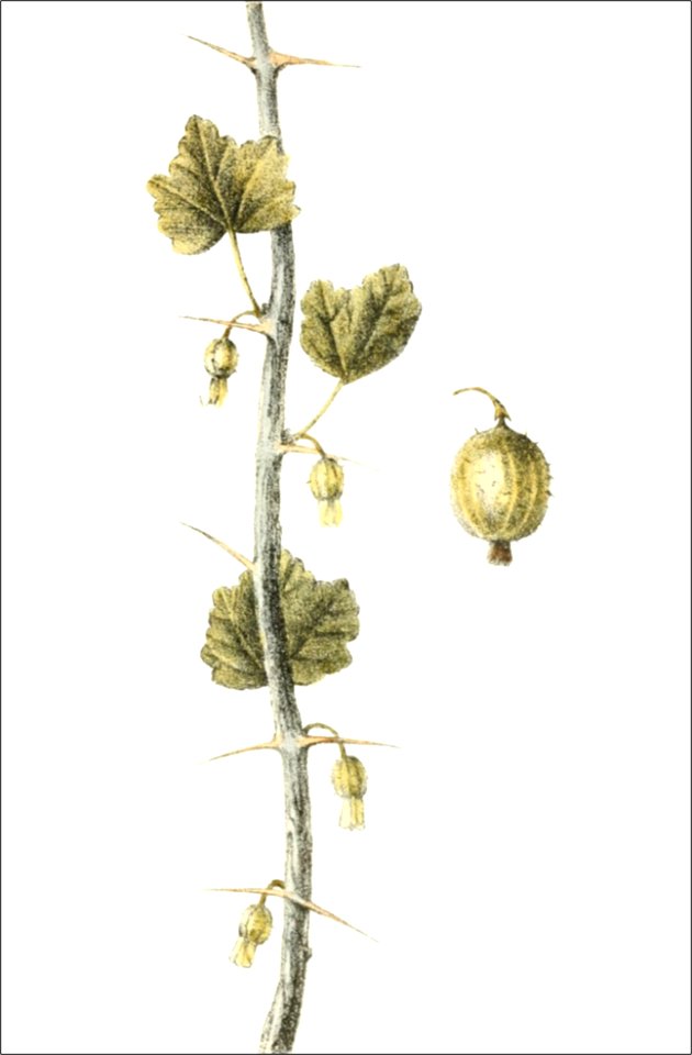 Ribes uva crispa vulgaris (Thory - fig20)