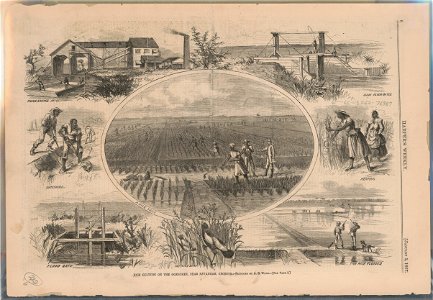 Rice culture on the Ogeechee, near Savannah, Georgia - Sketched by A.R. Waud. LCCN2015647678