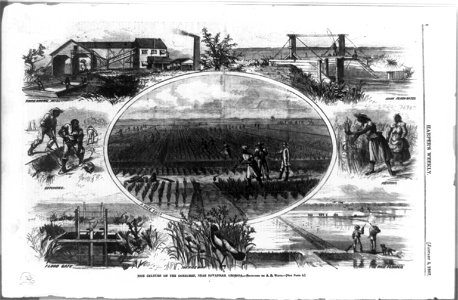 Rice culture on the Ogeechee, near Savannah, Georgia - sketched by A.R. Waud. LCCN93510740