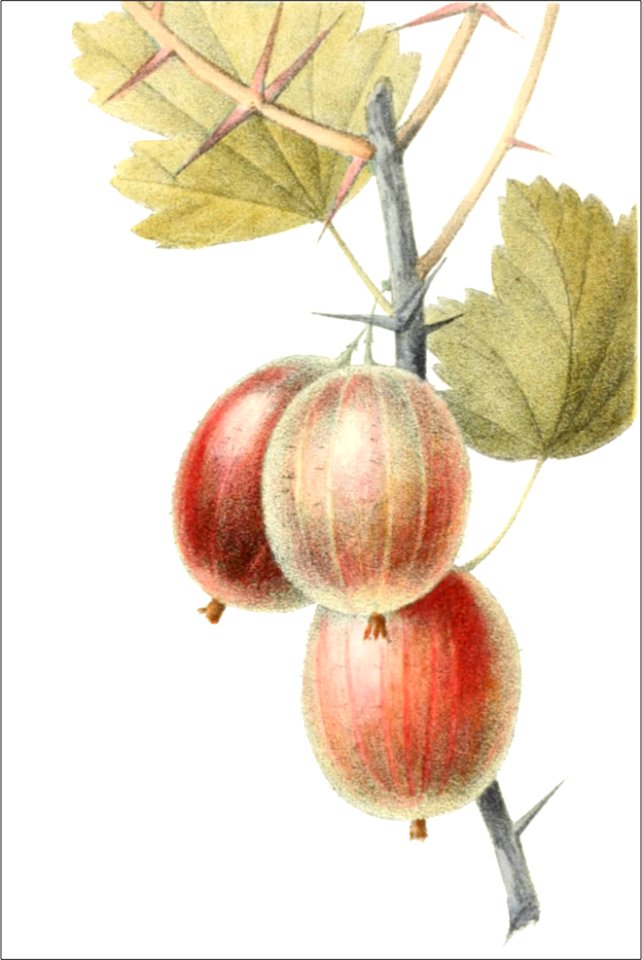 Ribes uva crispa, var carnea (Thory - fig8)