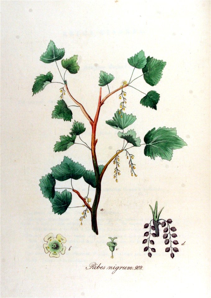 Ribes nigrum — Flora Batava — Volume v12