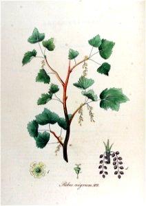 Ribes nigrum — Flora Batava — Volume v12