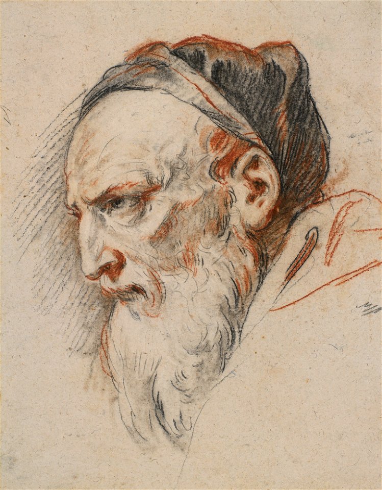 Ricci - Study for the head of a Pharisee c.1728-30, RCIN 907134