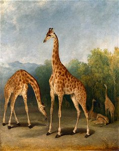 Richard Barrett Davis (1782-1854) - The Nubian Giraffe - RCIN 407520 - Royal Collection