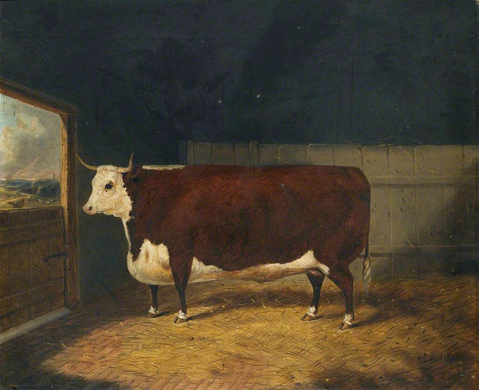 Richard Whitford (c.1821-1890) - A Prize Cow in a Barn - 2900008 - National Trust