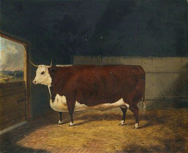 Richard Whitford (c.1821-1890) - A Prize Cow in a Barn - 2900008 - National Trust