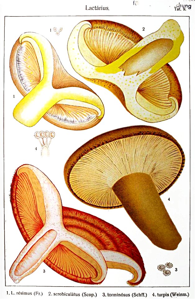 Ricken-Blätterpilze-Tafel-9