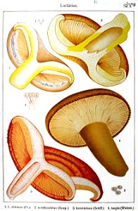 Ricken-Blätterpilze-Tafel-9