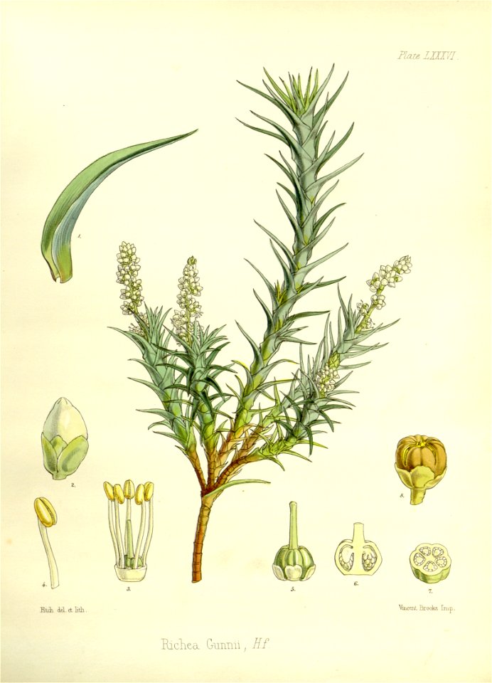Richea gunnii (drawing by Fitch)