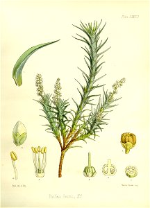 Richea gunnii (drawing by Fitch)