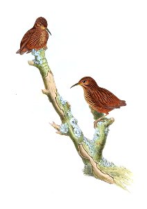 RimatorMalacoptilusGould