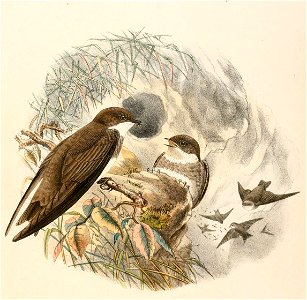 Riparia riparia 1894