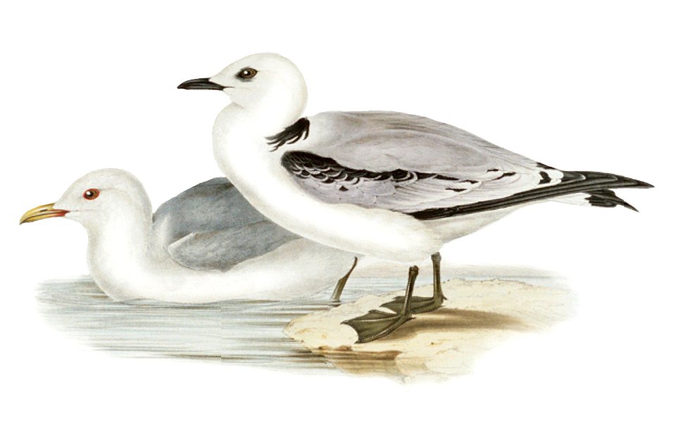 Rissa tridactyla1