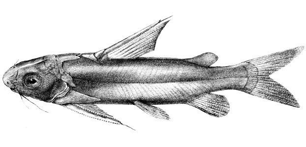 Rita hastata Mintern 103
