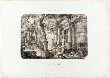 Rio de Janeiro. Floresta virgem, da Coleção Brasiliana Iconográfica