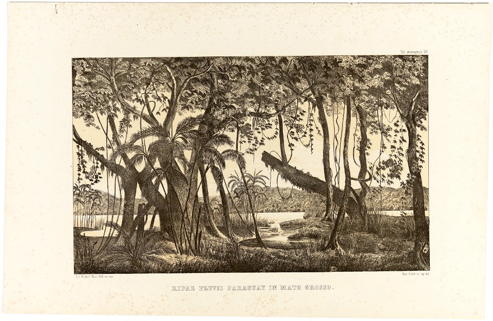 Ripae Fluviae Paraguay in Mato Grosso, da Coleção Brasiliana Iconográfica