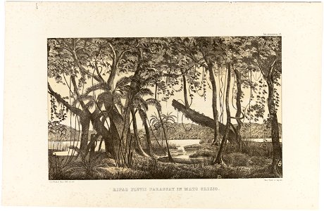 Ripae Fluviae Paraguay in Mato Grosso, da Coleção Brasiliana Iconográfica