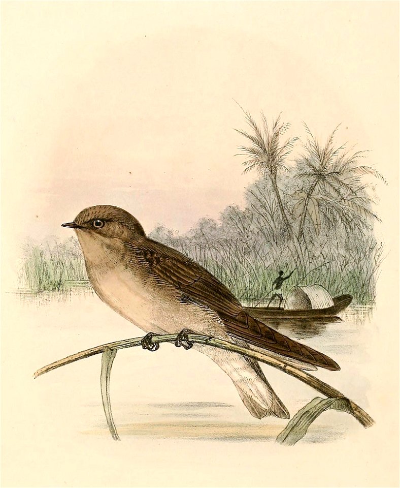Riparia paludicola minor 1894