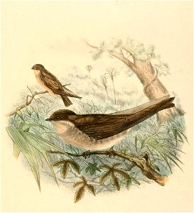 Riparia paludicola cowani 1894