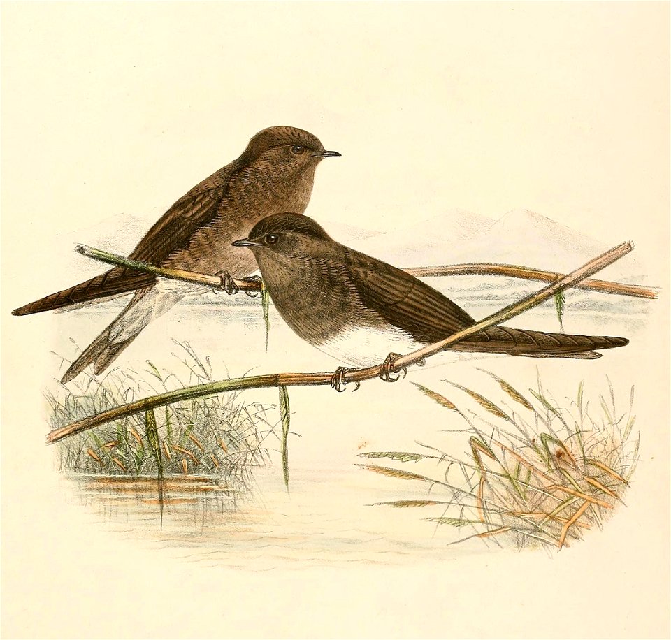 Riparia paludicola 1894