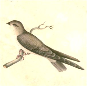 Riparia chinensis Hardwicke