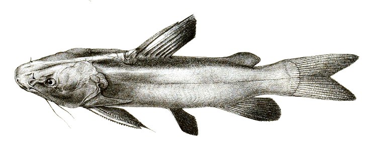 Rita pavimentata Mintern 103