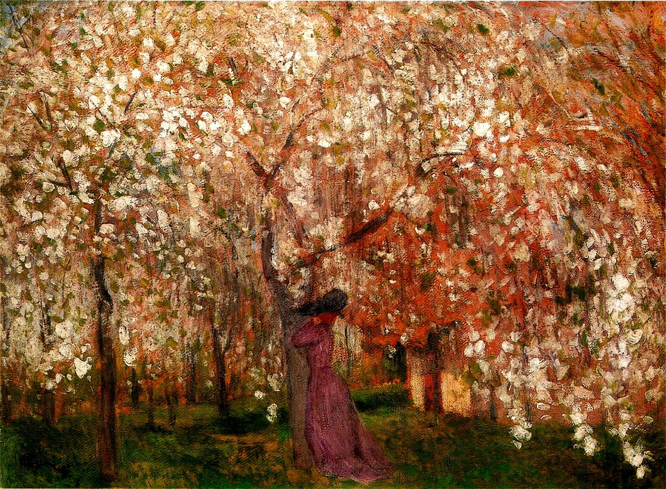 Rippl Sour Cherry Tree in Blossom 1909