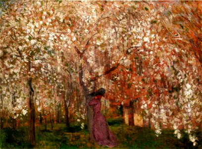 Rippl Sour Cherry Tree in Blossom 1909