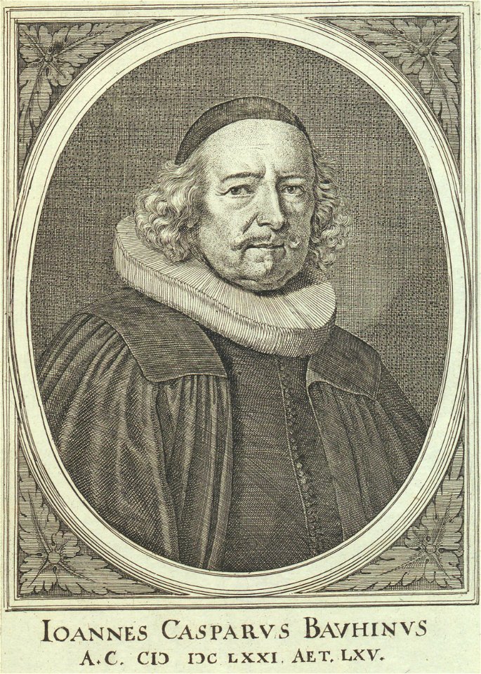 Ritratto di Johann Caspar Bauhin, XIX secolo - Accademia delle Scienze di Torino - Ritratti 0017 B