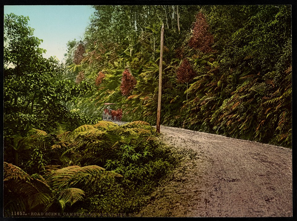 Road Scene, Cambewarra Mountains, N.S.W. LCCN2017657839