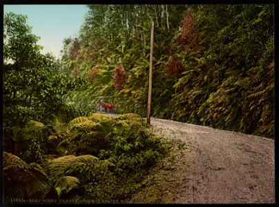 Road Scene, Cambewarra Mountains, N.S.W. LCCN2017657839