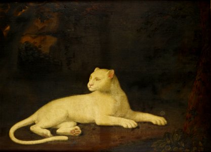 Robert Home (1752-1834) - A White Leopard - RCIN 406015 - Royal Collection